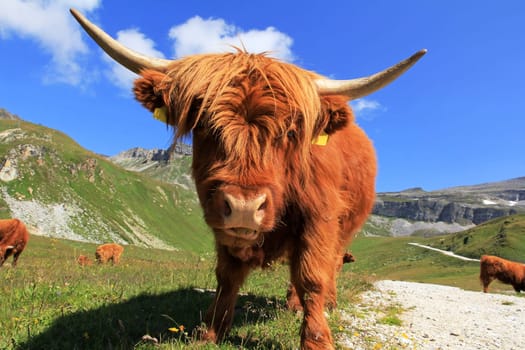 Scottish Highland cattle in the mountains - A red-brown Scottish Highland cattle with large horns