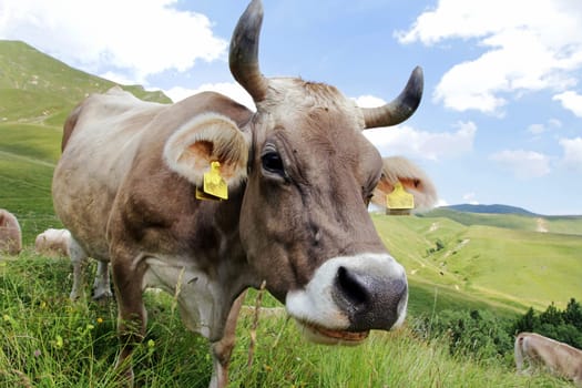 Brown cattle with horns in the mountains