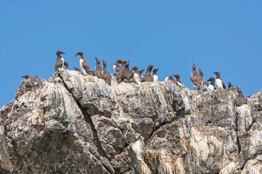Common Murres on a Rocky Cliff in Kachemak Bay on Gull Island near Homer, Alaska