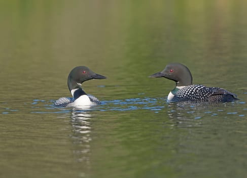 Loons Meeting on Waterfowl Lakes Lake in the Kenai National Wildlife Refuge in Alaska