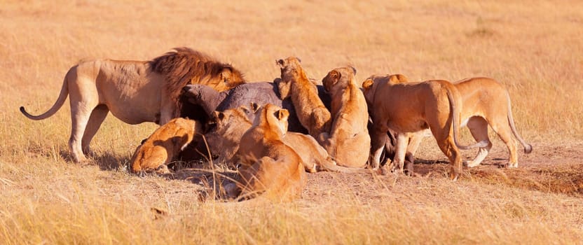Pride of lions eating a pray in Masai Mara, Kenya