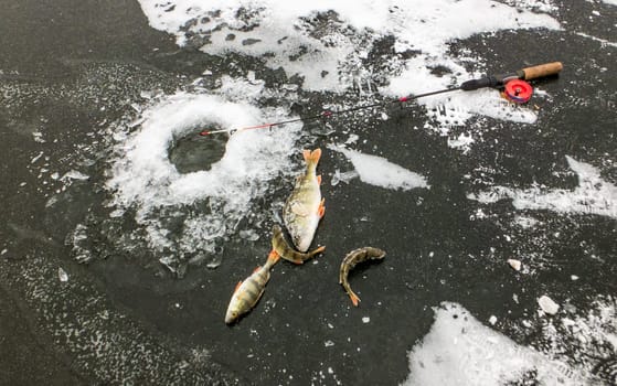 Winter fishing at the first ice for perch
