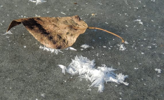 Fallen leaf on the ice of a frozen pond