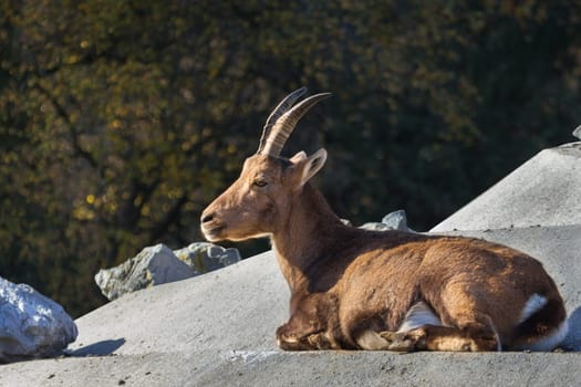 Alpine rockbuck - Geiß