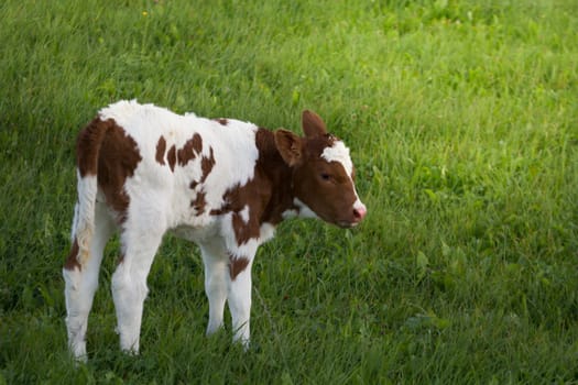 Newborn calf