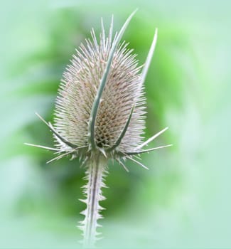 Flowerless Wild Card