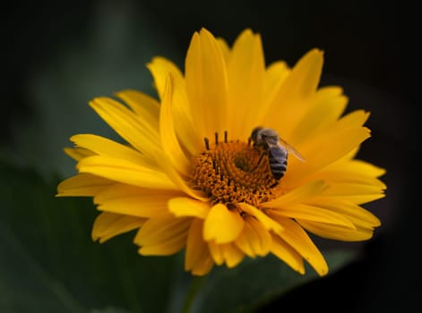 Bee collecting honey