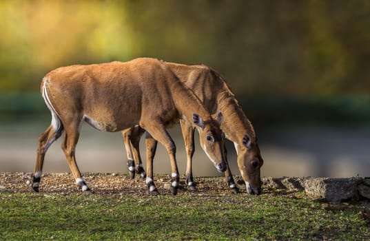 Nilgau antelopes graze in duet
