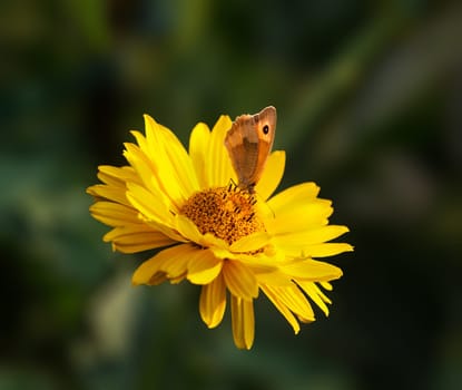 Ochsenauge visits Gerbera