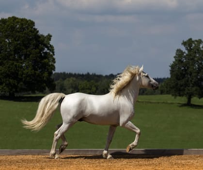 Proud Camargue Horse