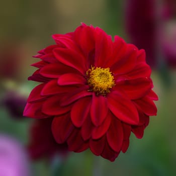 Purple Dahlia