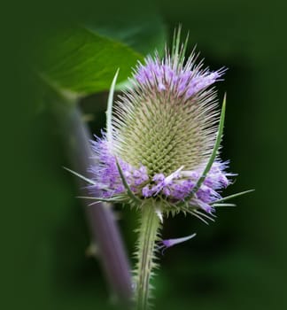 Wild card with flowers