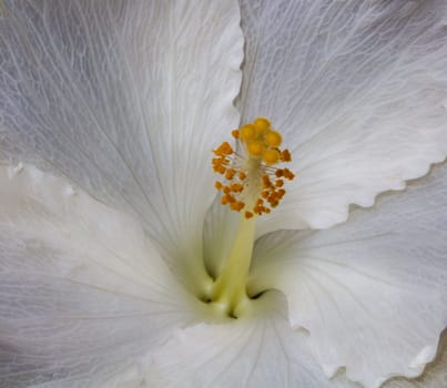 Hibiscus Inner Life