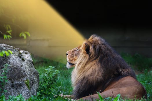 A lion lies in the sun