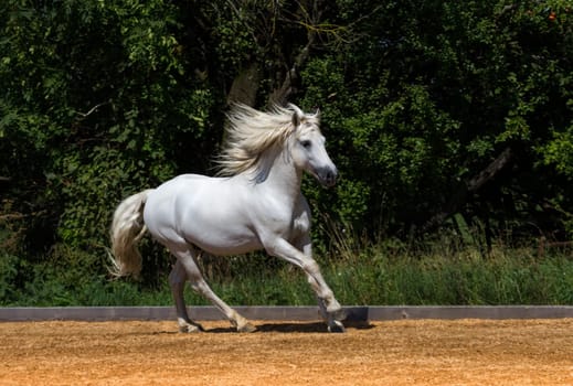 Camargue stallion in the race