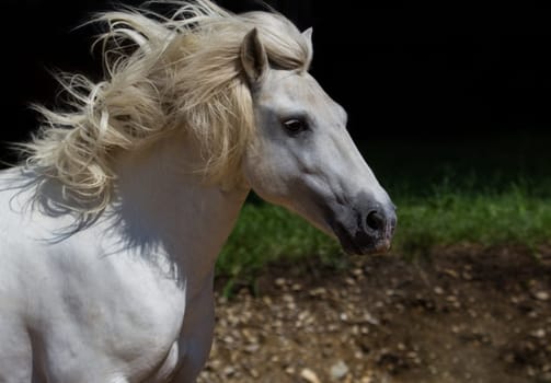 Portrait of a Camargue Horse
