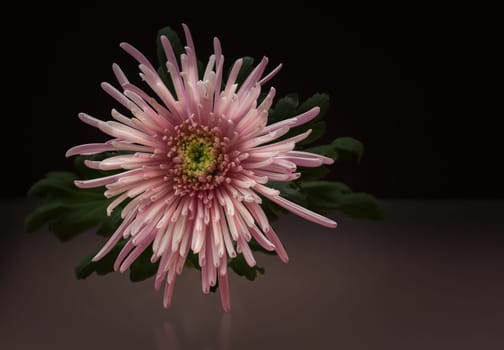 Chrysanthemum Mirroring