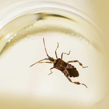 American pine bug in test tube