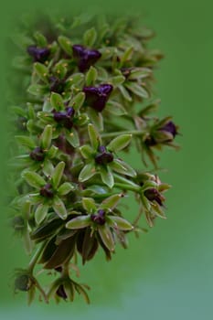 Pod lily with seed capsules