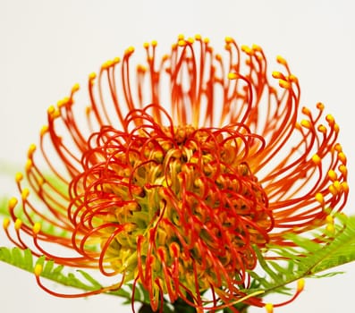 Needle Cushion Protea