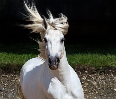 Camargue horse in front
