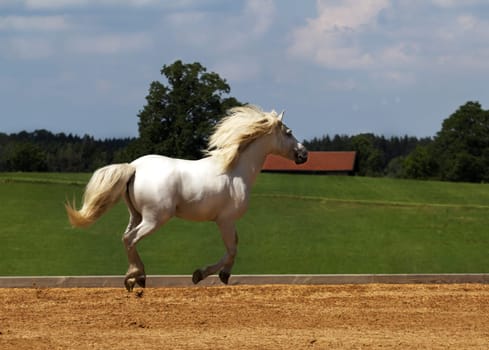 Camargue horse hovers over the place