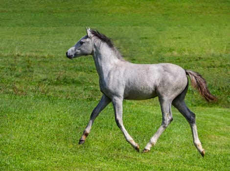 Camargue foal