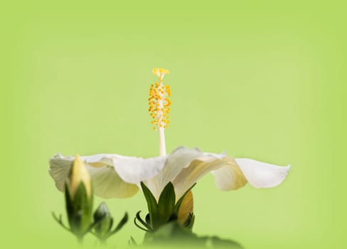 Hibiskusteller with stamp