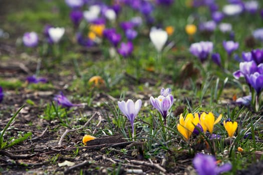 Crocuses in spring