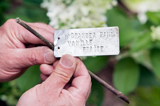 Gardener with metal labeling plate for a Hydrangea Paniculata Vanille Fraise in his hands