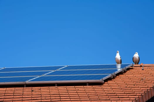 Two seagulls near a solar panel on a roof