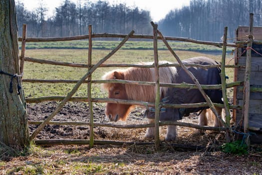 Little pony behind a wooden fence in winter