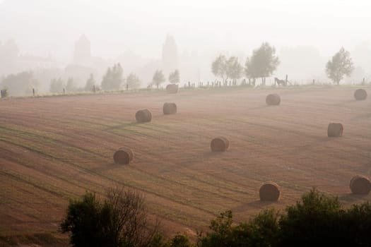 Misty rural scene in the North of France.