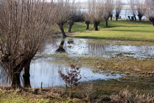 Wet willows in the floodplains of the river