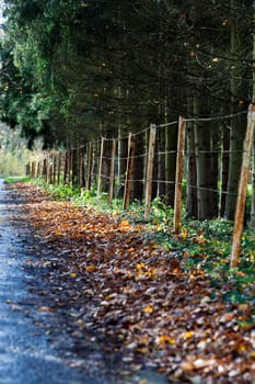 Barbed wire fence in the Ardennes in Belgium