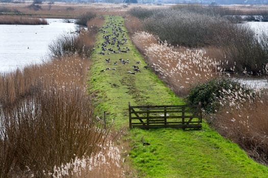 Rural scene with a lot gooses on the grass in Kinderdijk, the Netherlands..