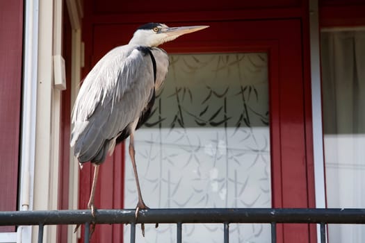 Heron on a balcony in the city of Rotterdam, the Netherlands