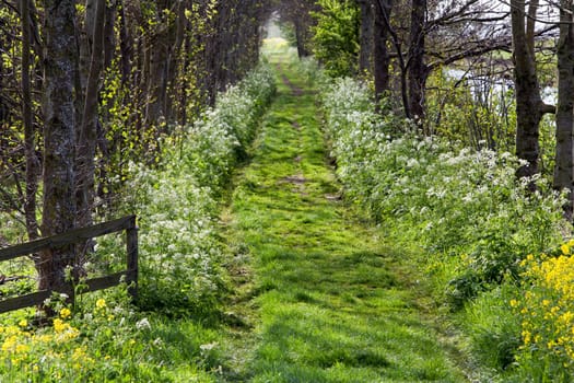 Grass path in a rural area