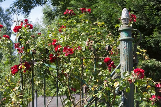 Red roses on a beautiful antique green fench with an acom as fertility symbol