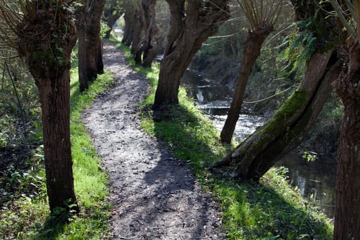 Willows footpath in tidal area Rhoonse grienden  in the Netherlands