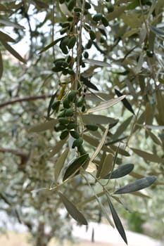 Olive tree with immature olives in a plantation in Croatia