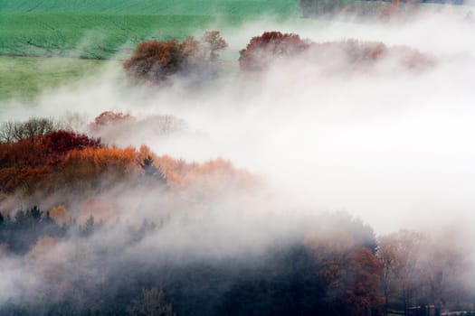 Foggy woods and fields in autumn colors