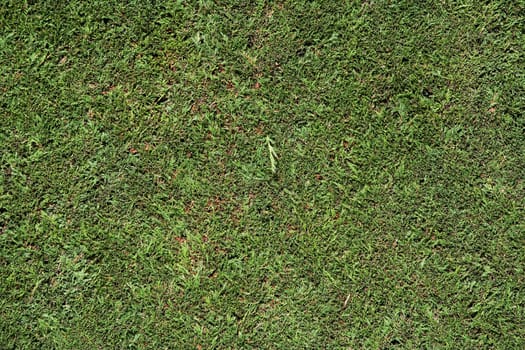 Conifer hedge after a haircut
