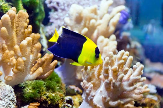 Photo of aquarium angel fish in blue water