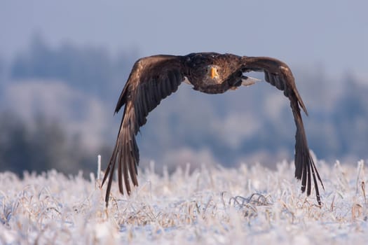 eagle in frozen snow