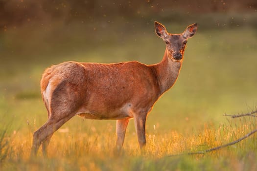 Red doe in golden sunset light