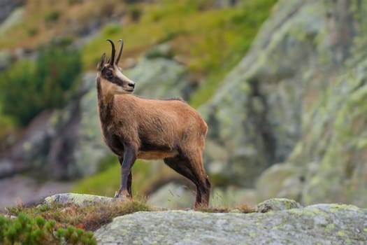 chamois in mountains