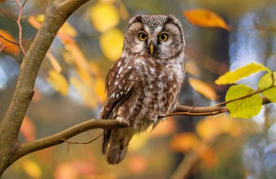 boreal owl in autumn leaves