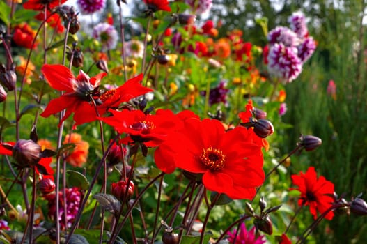 Dahlie Olympicfire - Dahlia Olympicfire 01