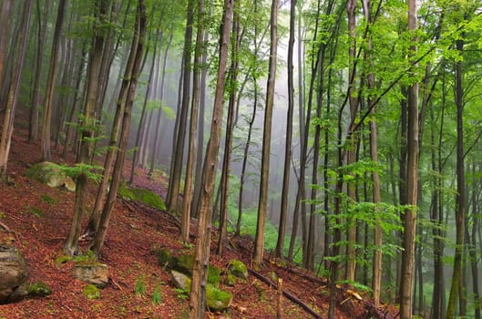 Beech forest in the Harz - beech forest in Harz Mountains 01